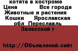 котята в костроме › Цена ­ 2 000 - Все города Животные и растения » Кошки   . Ярославская обл.,Переславль-Залесский г.